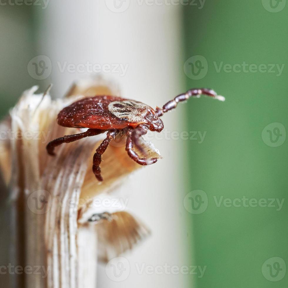 ácaro ixodes sentado no topo de uma grama seca. foto macro