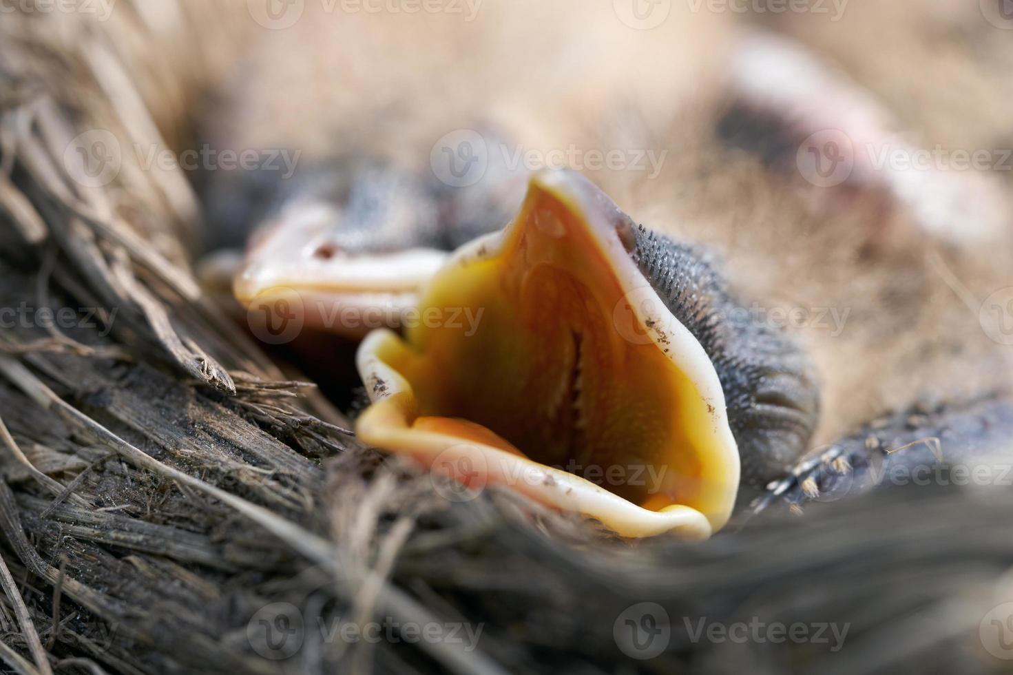 macro de filhotes de tordo recém-nascido com fome com boca aberta na borda do ninho foto