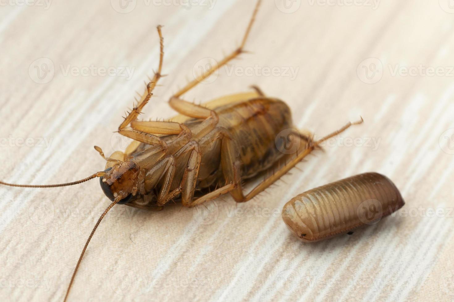 barata vermelha está de costas perto de uma macro de ovo foto