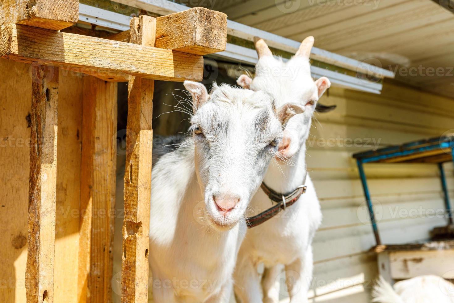 cabrito ao ar livre bonito na fazenda de animais ecológicos naturais orgânicos pastando livremente no quintal no fundo do rancho. cabras domésticas pastam em pastagem. pecuária moderna, agricultura ecológica. direito dos animais. foto