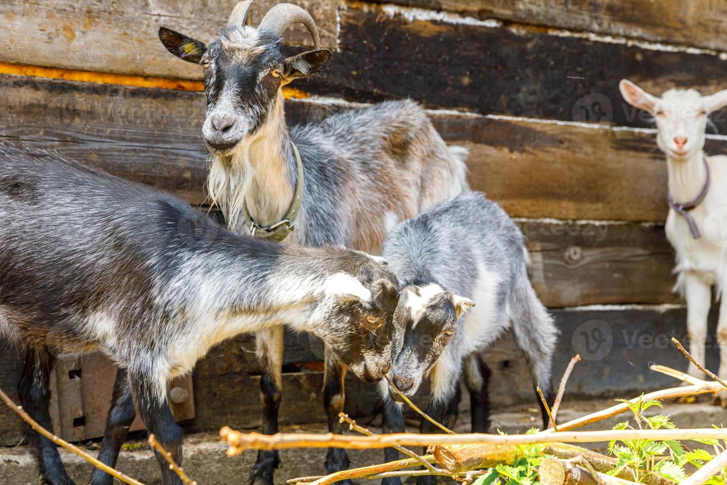 pecuária moderna. bonitinho relaxante no quintal na fazenda em dia de verão. cabras domésticas pastando em pastagens e mastigando, fundo rural. cabra em fazenda ecológica natural crescendo para dar queijo de leite foto