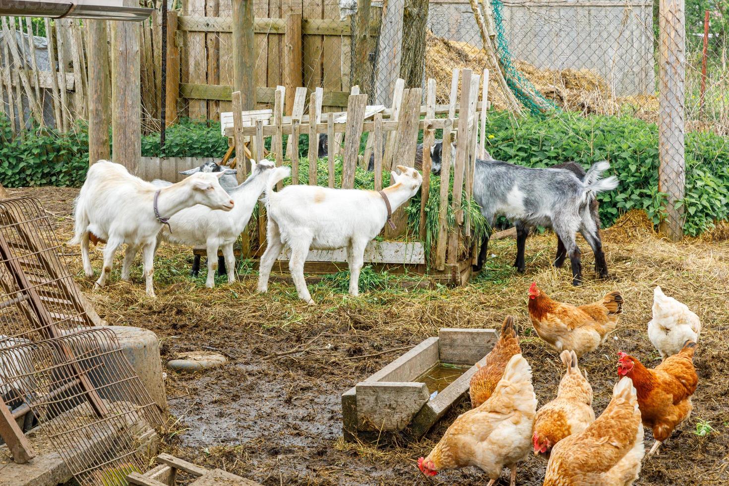 cabra e frango ao ar livre na fazenda de animais orgânicos pastando livremente no quintal no fundo do rancho. galinha galinhas cabra doméstica pastam no pasto. pecuária moderna, agricultura ecológica. direito dos animais. foto