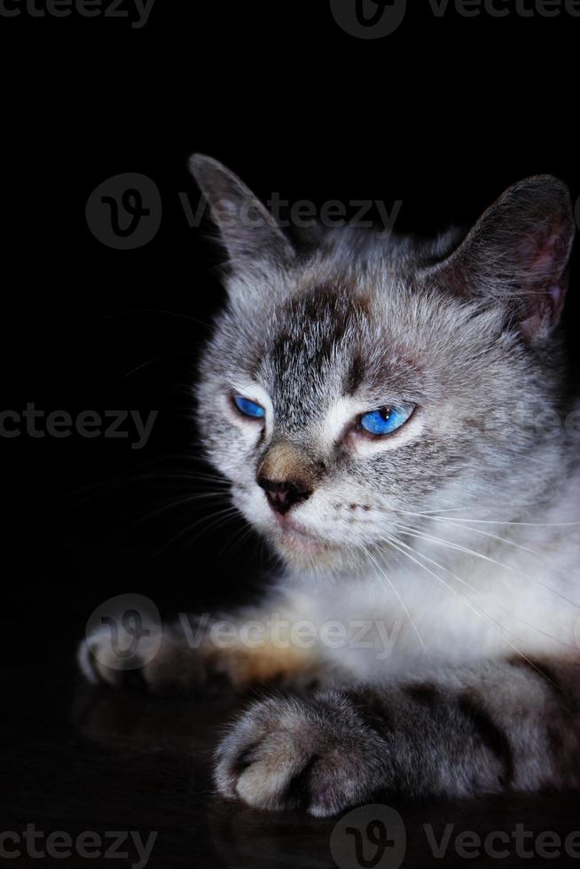 foto de gato cinza listrado irritado com olhos azuis.
