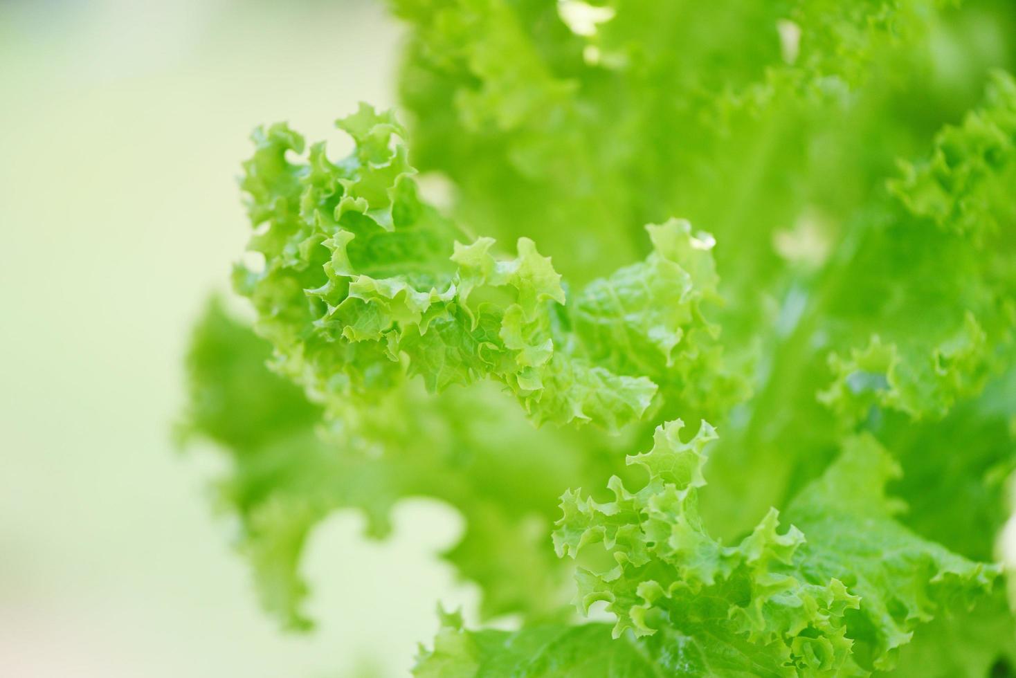 Feche acima da salada de vegetais verdes no fundo do jardim - folhas de alface frescas exuberantes em uma fazenda de ervas foto