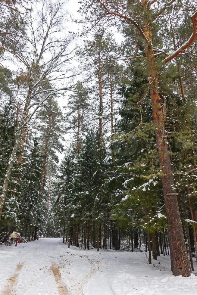 paisagem de inverno na floresta de abetos foto