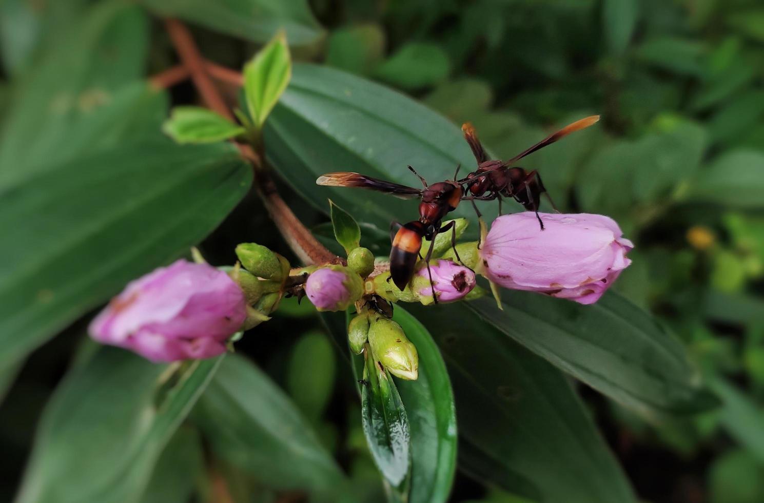 foto macro de vespas par na flor