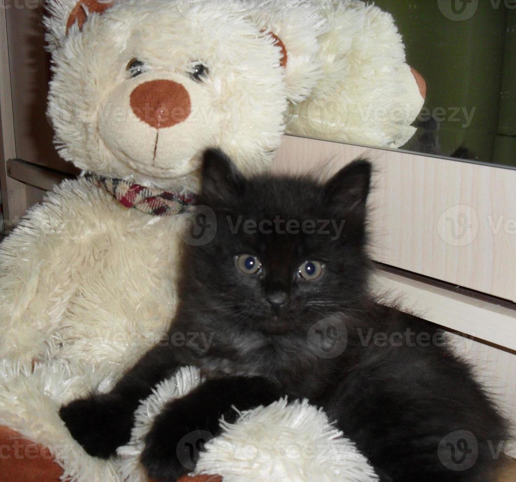 gatinho fofo preto sente-se com um ursinho de pelúcia branco. foto