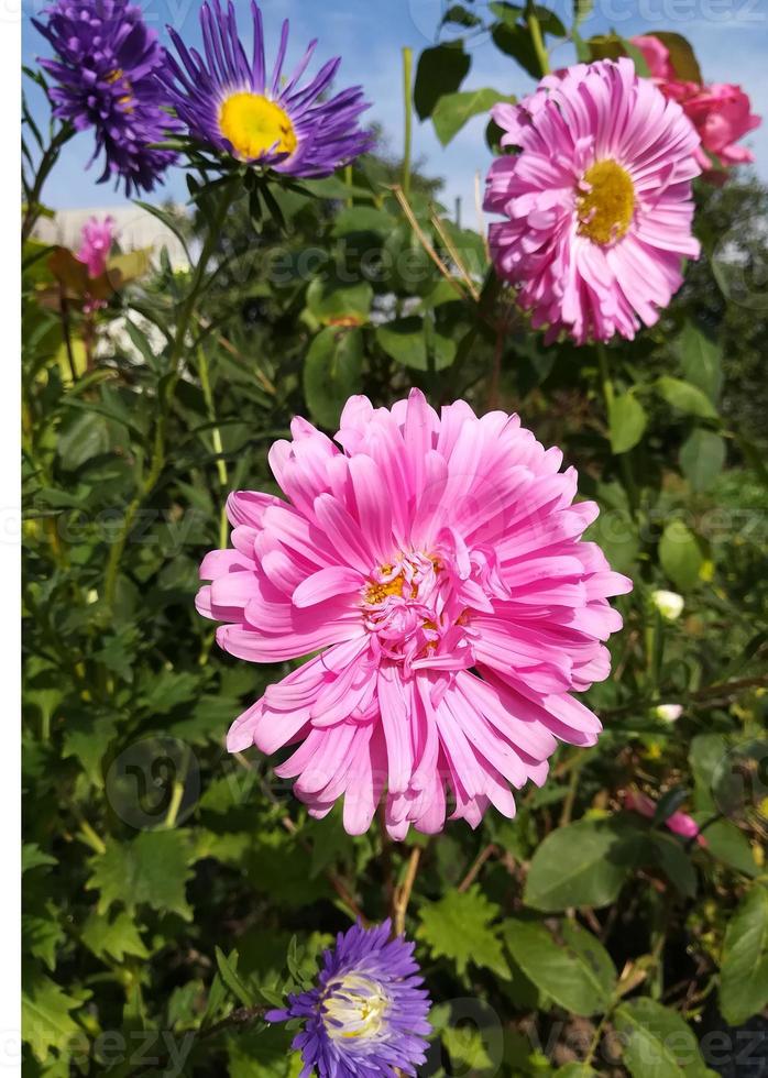 flores de áster em um dia ensolarado roxo e rosa foto