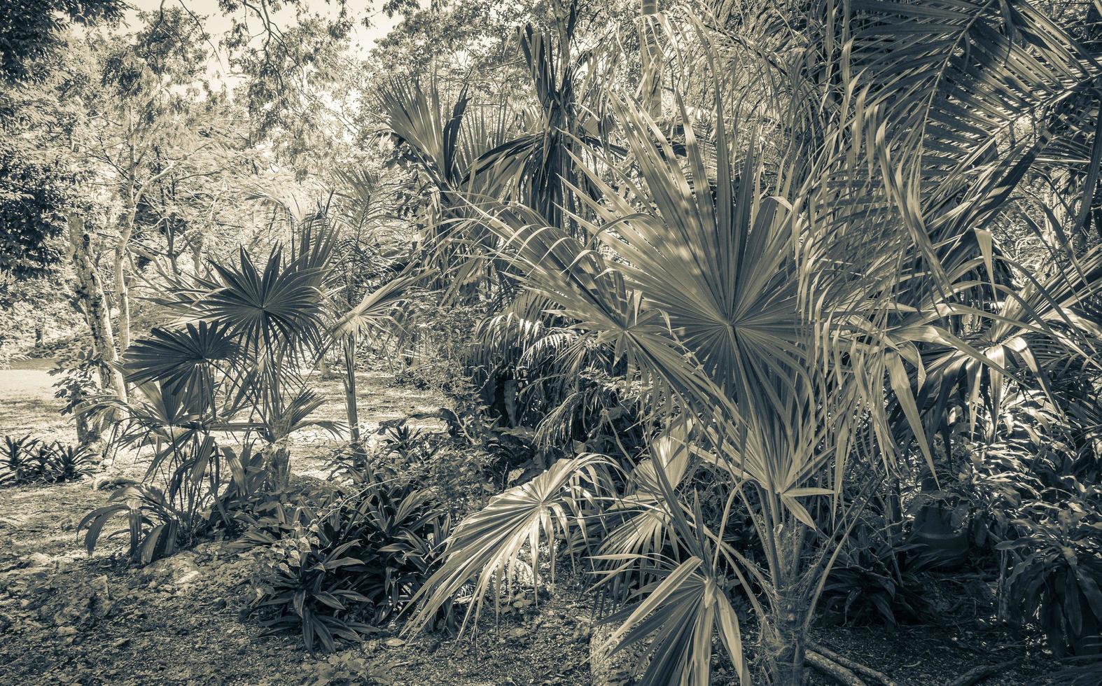 tropicais naturais selva floresta plantas árvores muyil maia ruínas mexico. foto