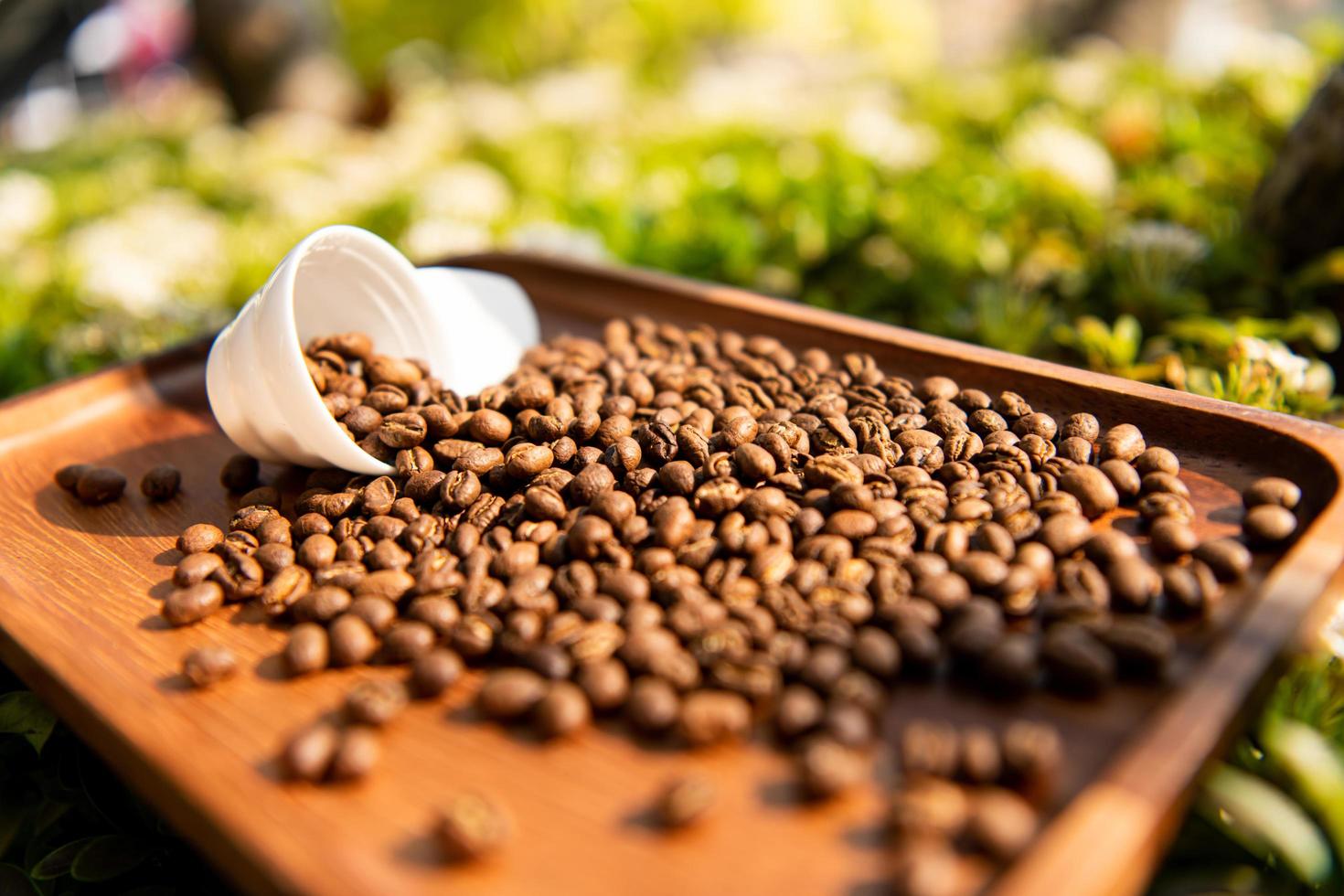 grãos de café torrados peaberry estão prontos para beber cerveja. foto