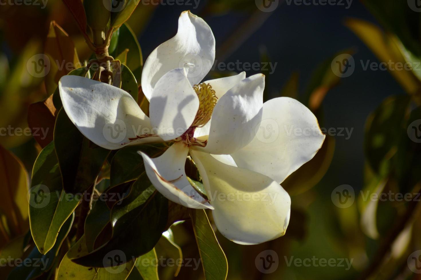 magnólia grandiflora. folhas e flores de magnólia grandiflora. foto