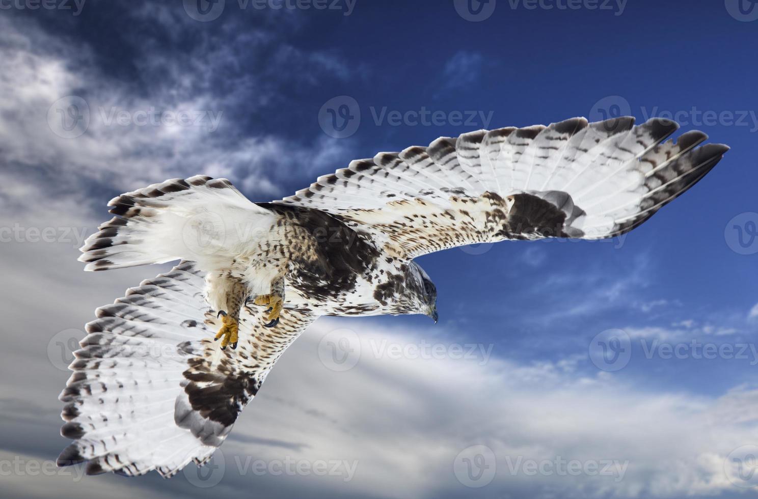 falcão de pernas ásperas em voo foto