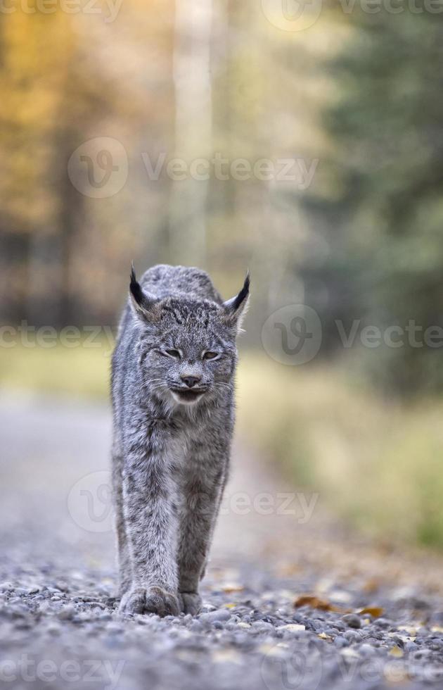 lince da montanha rochosa foto