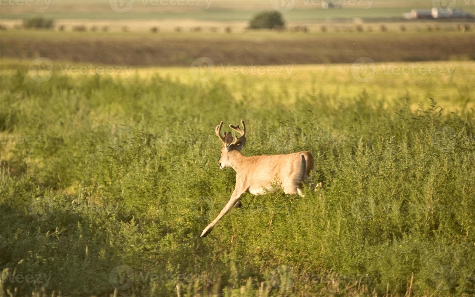 veado em um campo foto