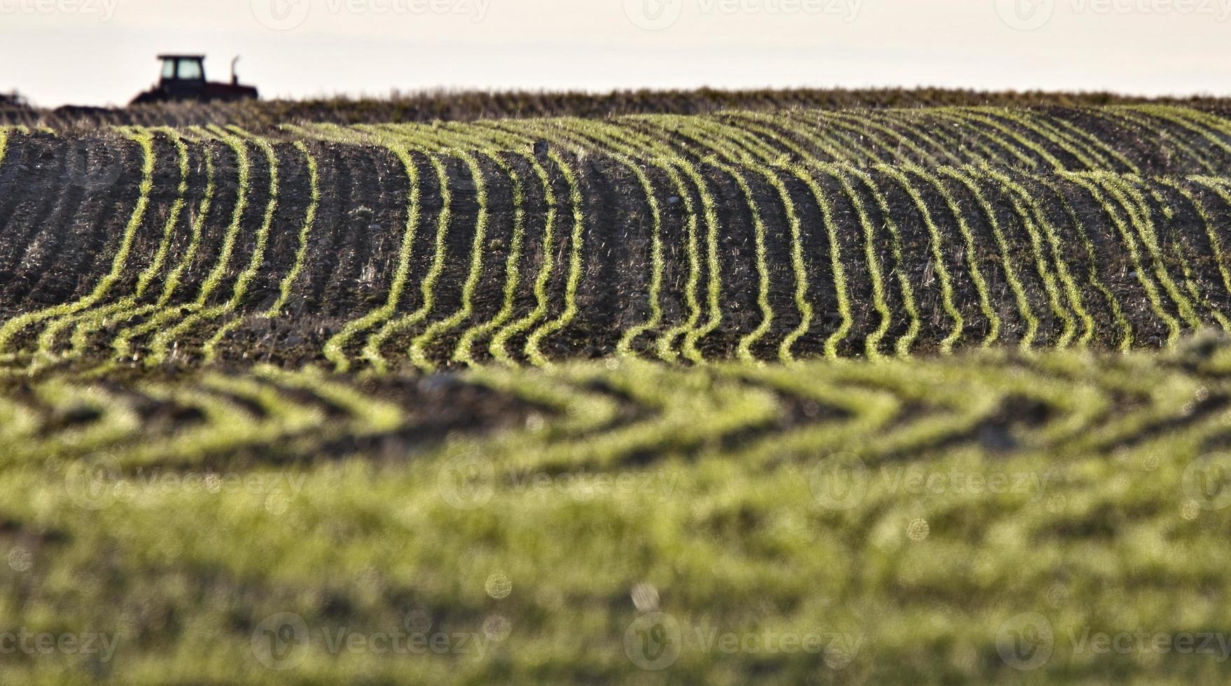 linhas agrícolas sementes plantadas foto