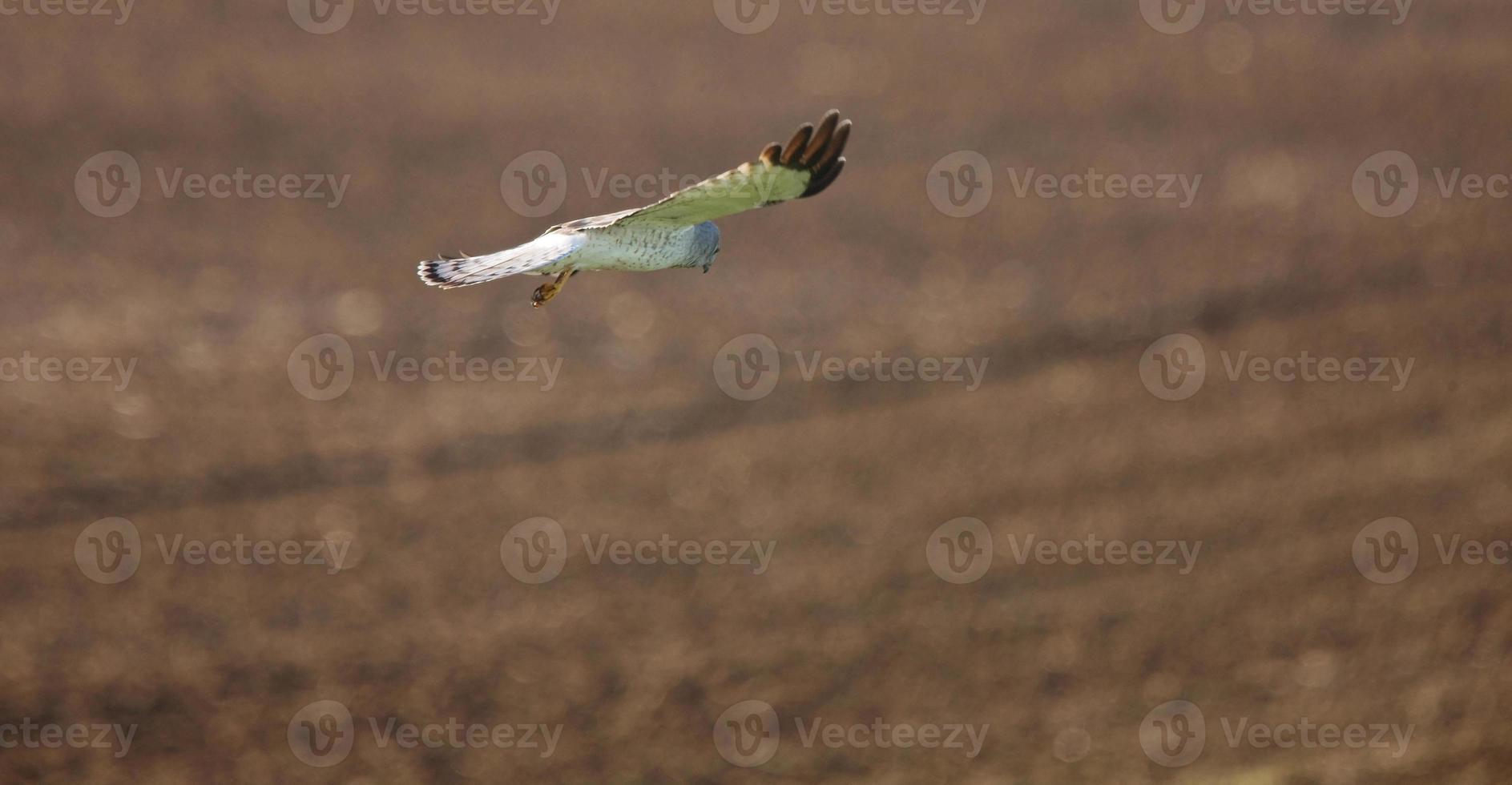 harrier do norte em voo foto