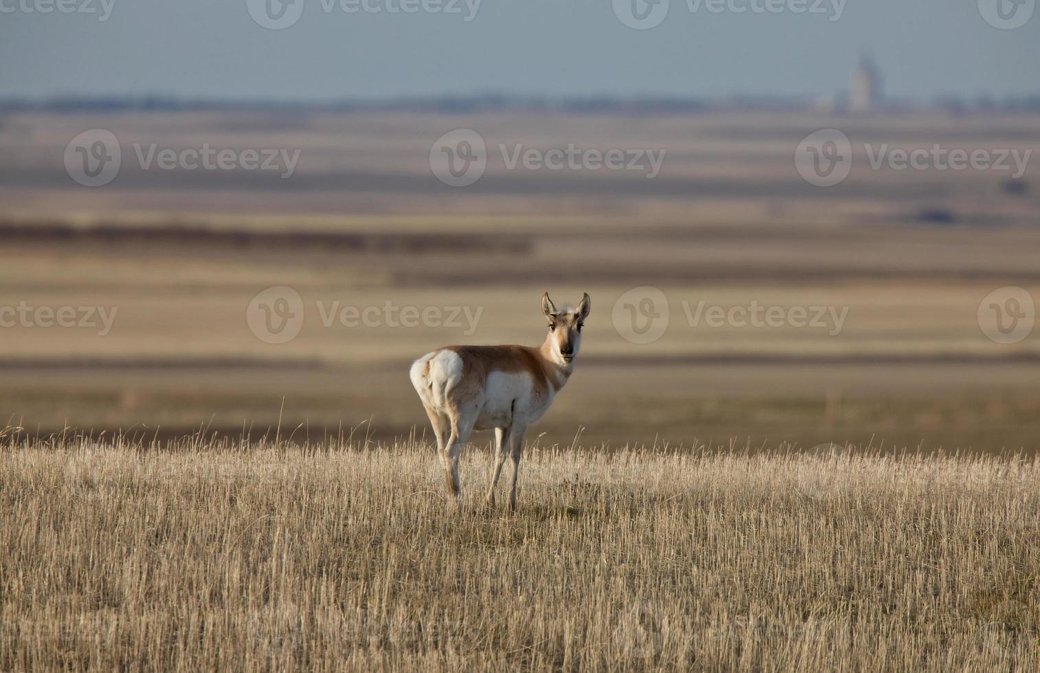 pronghorn antílope pradaria saskatchewan foto