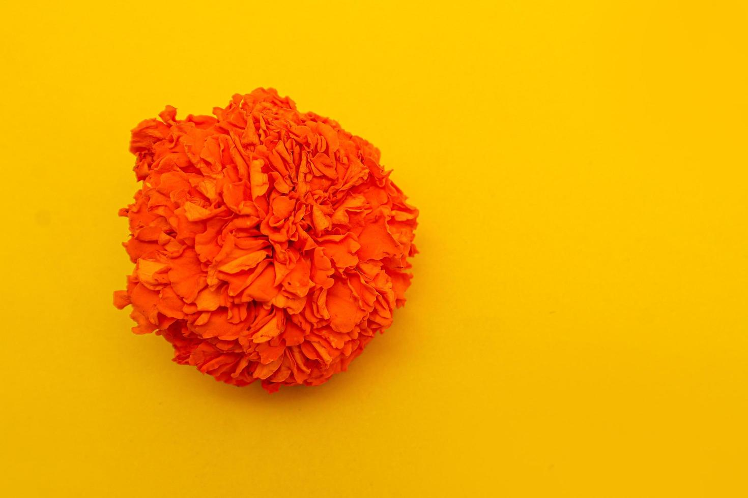 flor de laranjeira em fundo amarelo. foto