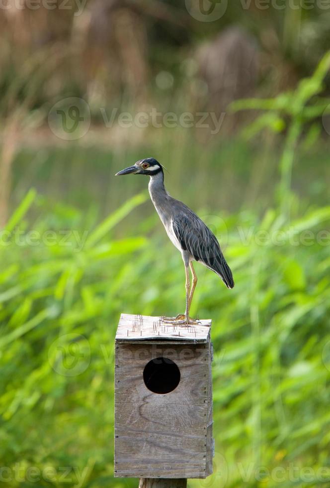 garça azul na casa de passarinho foto