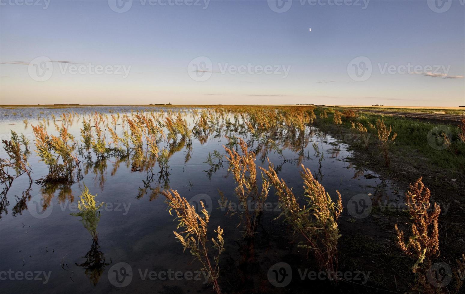 ervas daninhas secas e pântano saskatchewan foto