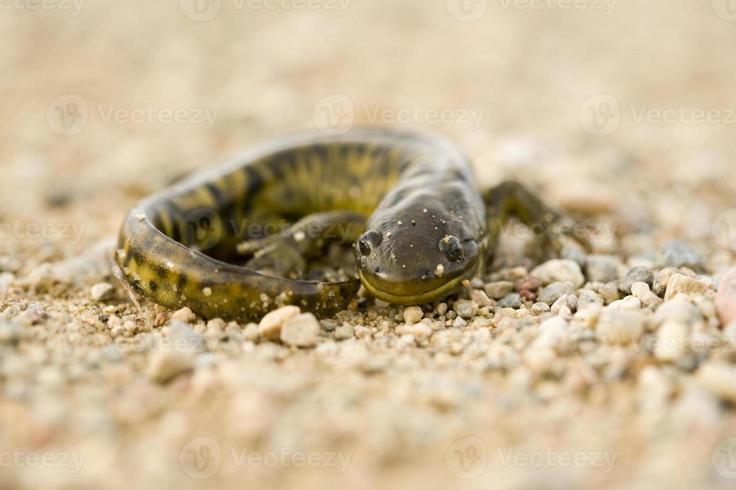 salamandra de tigre foto