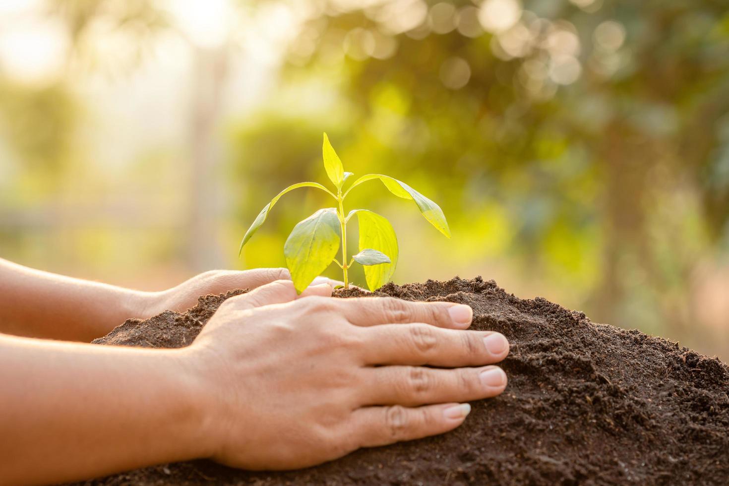 feche a mão segurando o broto de árvore verde jovem e plantando no solo foto