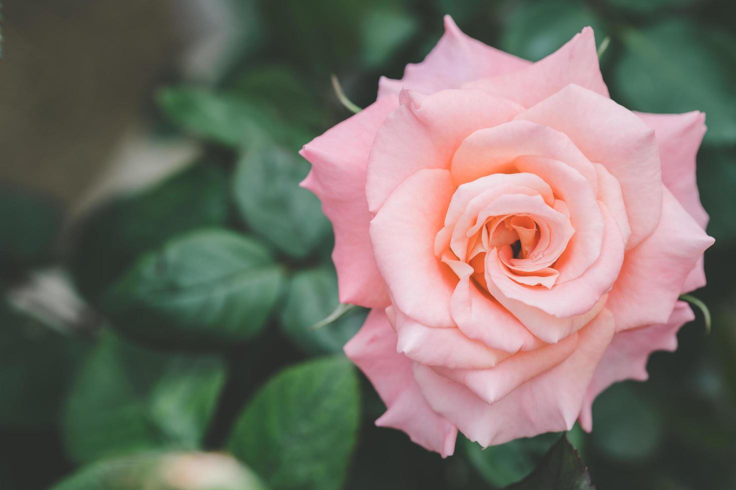 flor rosa rosa no jardim. decoração ao ar livre para casa e conceito de jardinagem foto