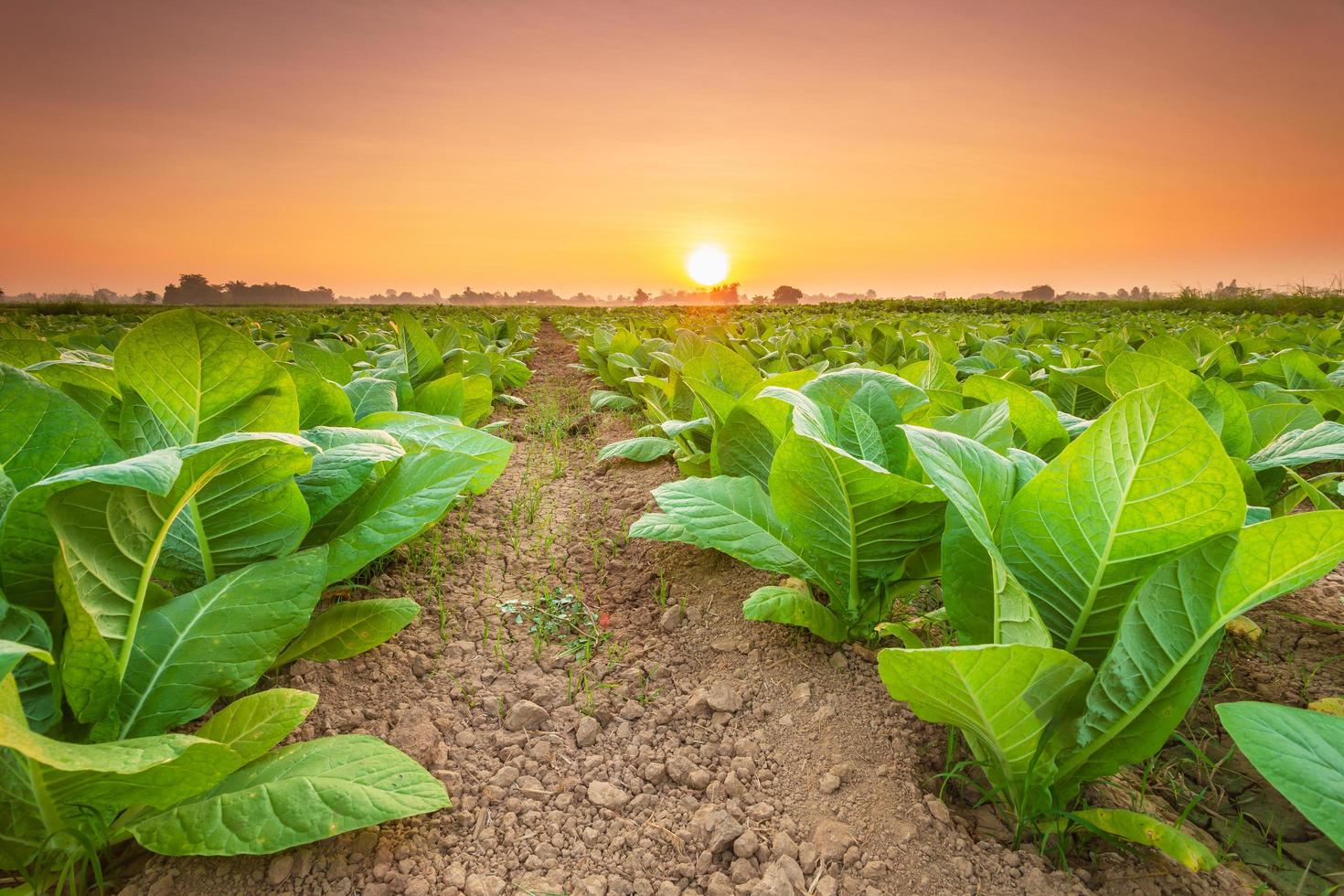 vista da planta de tabaco no campo na província de sukhothai, norte da tailândia foto