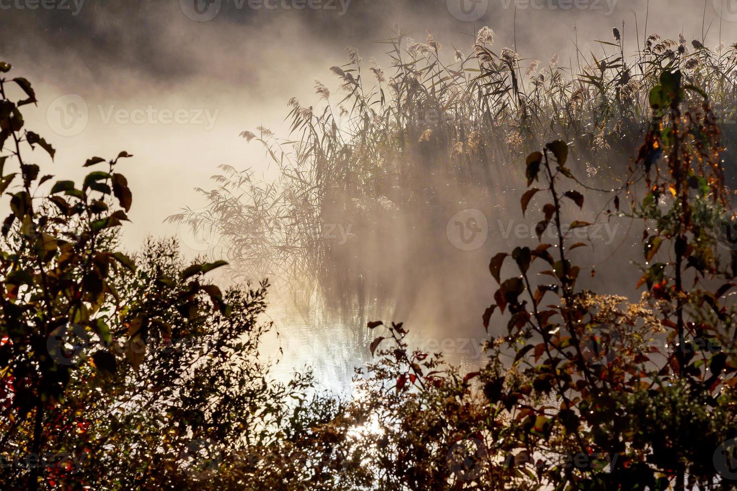 manhã de neblina no rio. paisagem de outono com juncos em primeiro plano e árvores foto