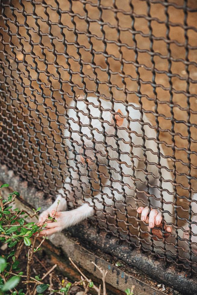 um macaco sentindo solidão e tristeza atrás da prisão. os olhos de um macaco como resultado de ser colocado em uma gaiola no zoológico foto