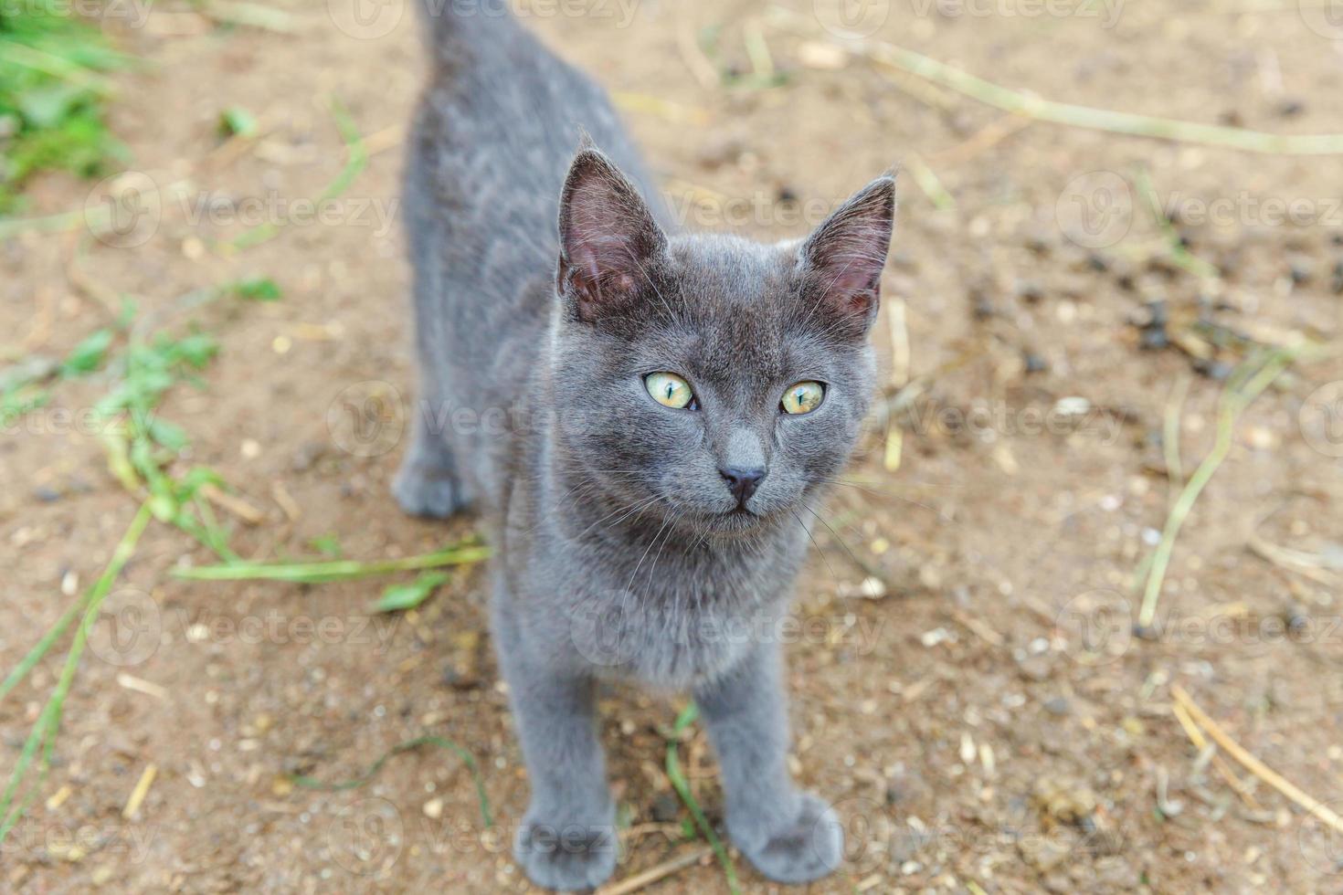 engraçado gatinho cinza doméstico de cabelos curtos esgueirando-se pelo fundo do quintal. gato britânico andando ao ar livre no jardim em dia de verão. pet care saúde e animais conceito novo adorável membro da família foto