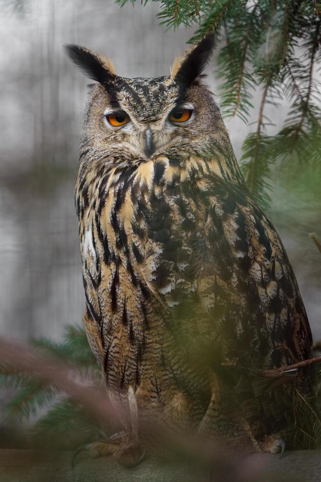 coruja de águia eurasian foto