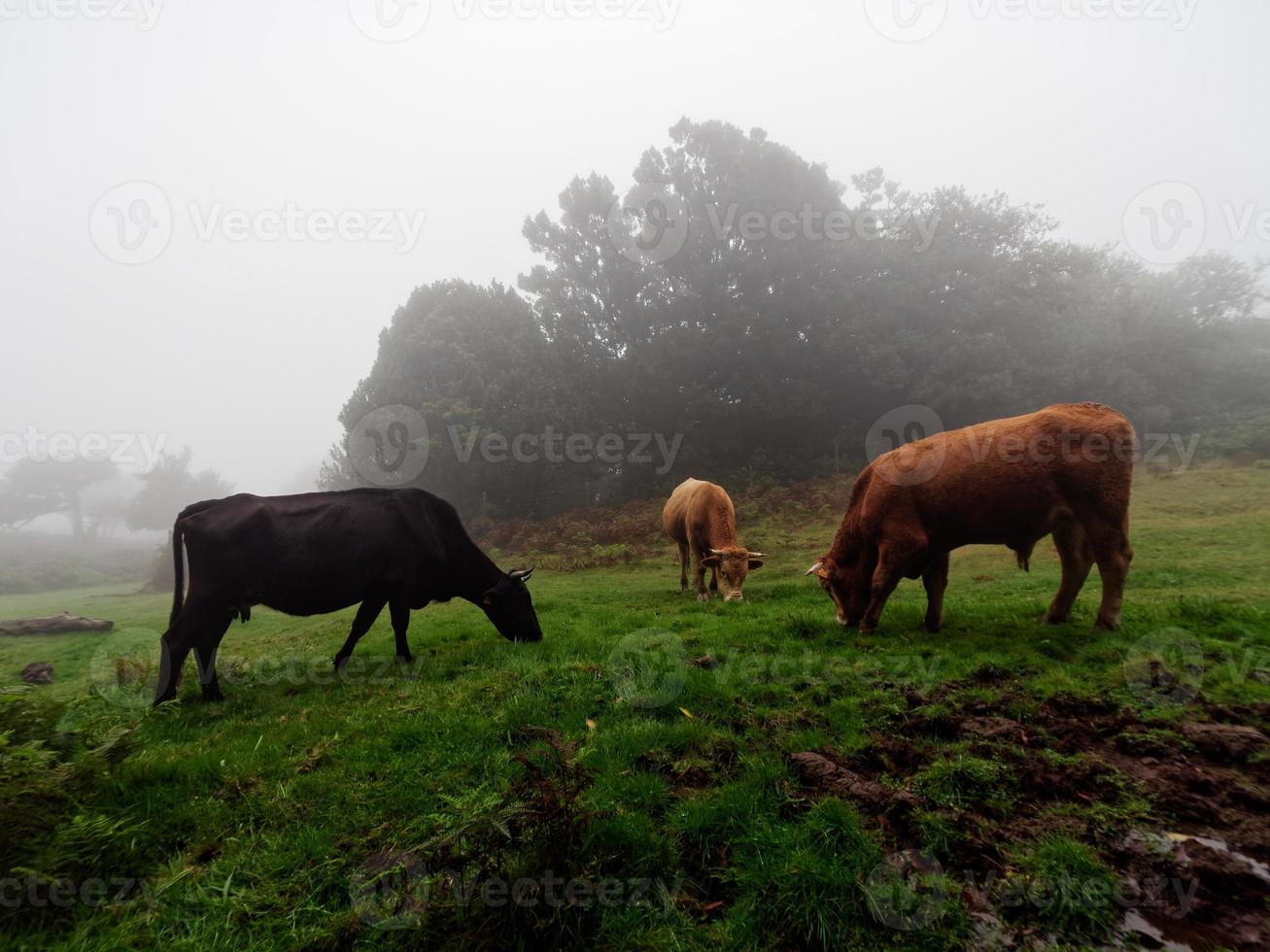 vacas comendo grama em uma floresta nebulosa. vacas pretas e marrons. ventos fortes. gado na natureza. galhos de árvores se movendo com o vento e a neblina passando muito rápido. foto