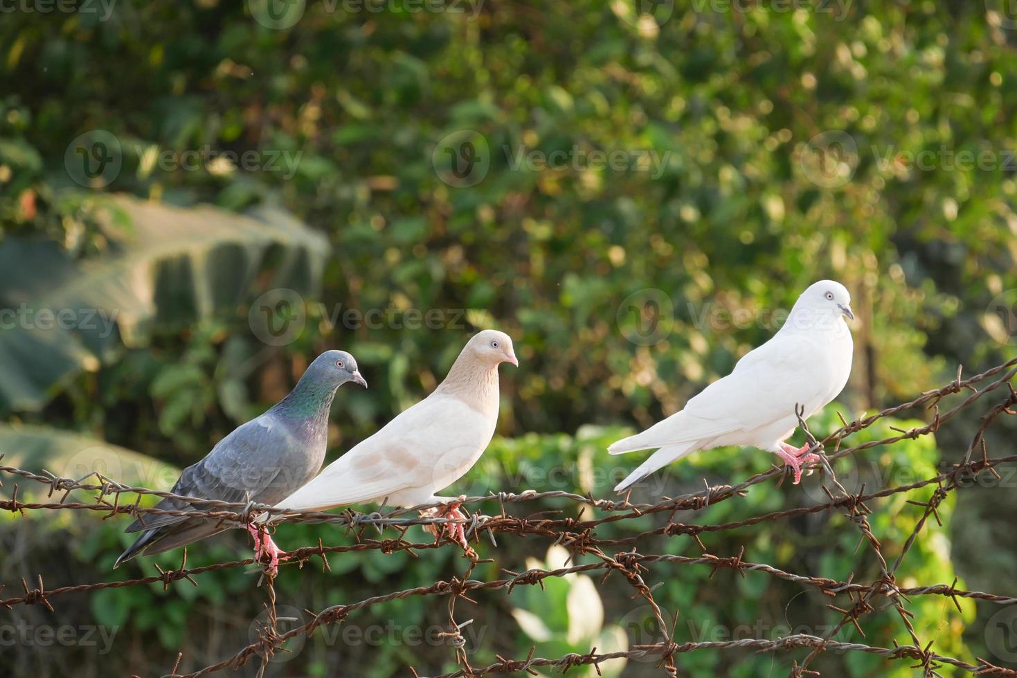 pássaros de pombo na natureza à tarde foto