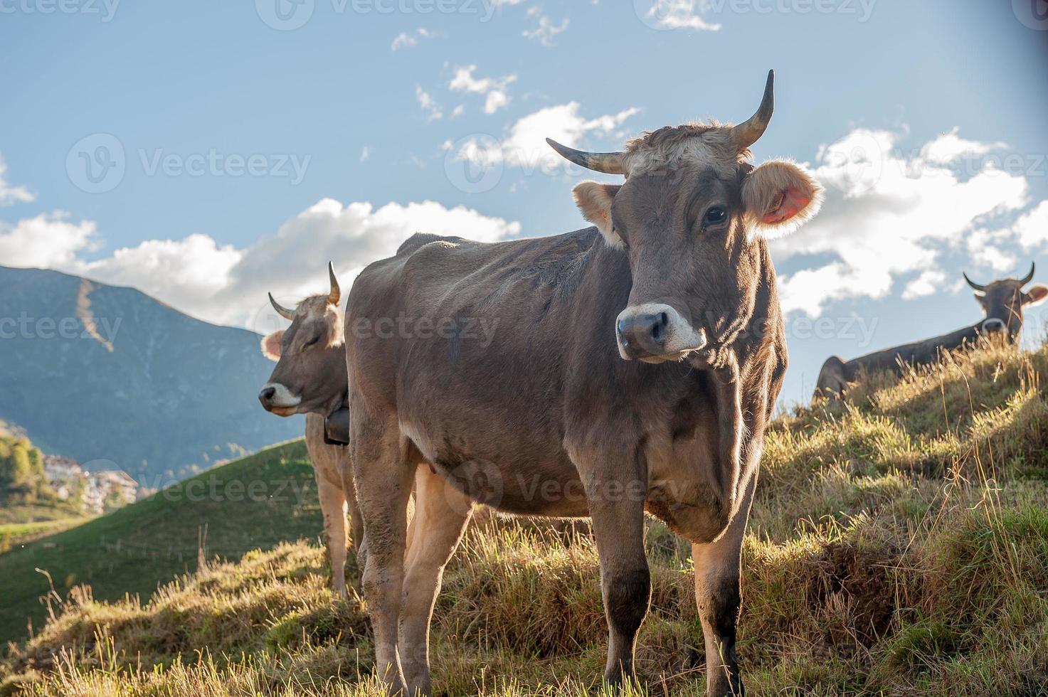 vacas com bezerros pastando foto
