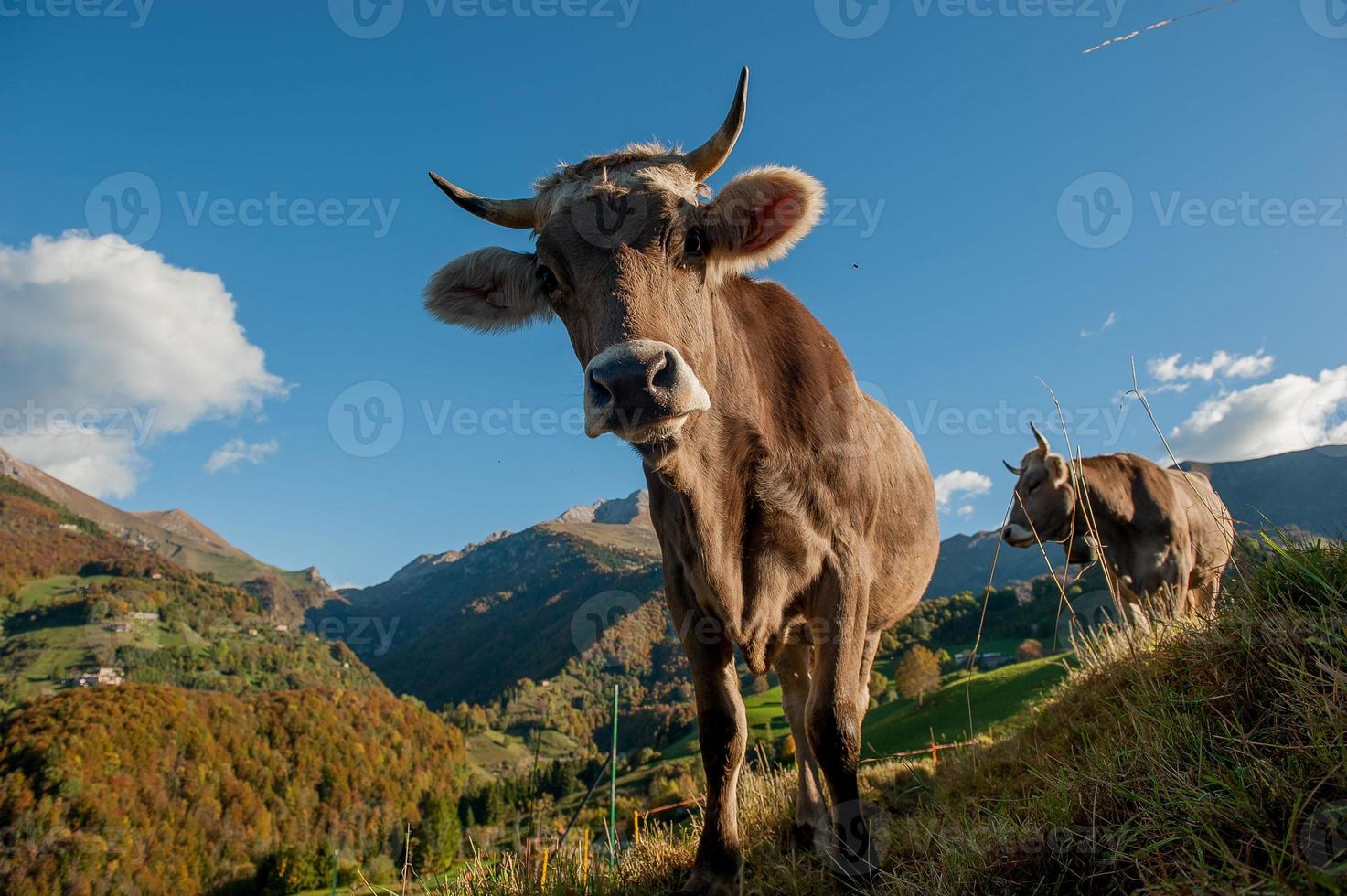 vacas com bezerros pastando foto