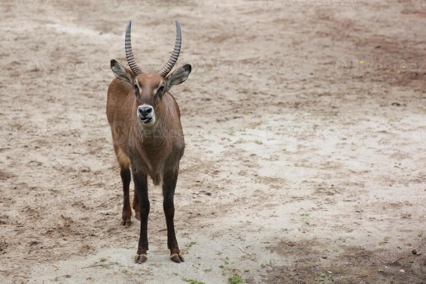 bonitinho comum waterbuck fica olhando para a câmera foto