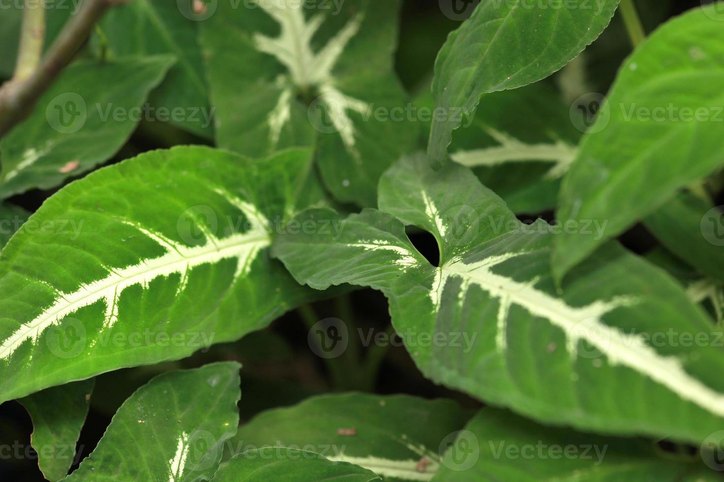 close-up da planta de ponta de flecha exótica ou syngonium podophyllum foto