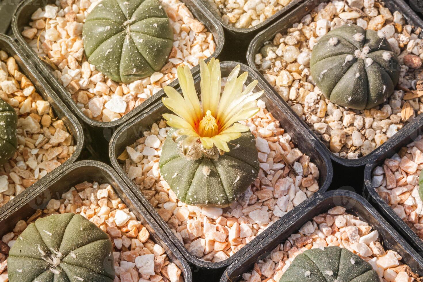 flores de cacto, astrophytum asterias com flor amarela está florescendo em  vaso, suculentas, cactos, cactáceas, árvore, planta tolerante à seca.  6079295 Foto de stock no Vecteezy