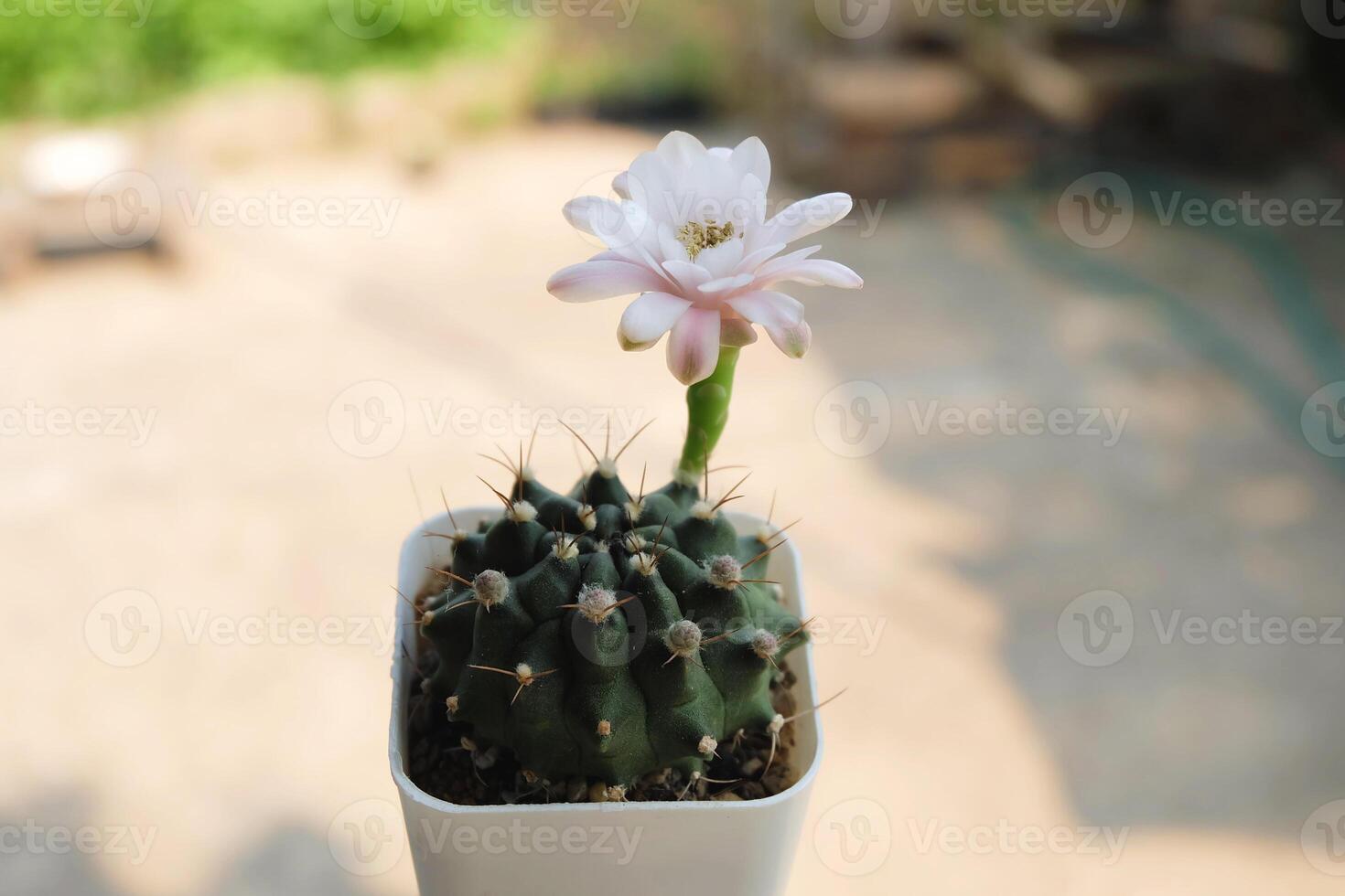 cacto tem flor branca e rosa, suculenta, cacto cactos, cactáceas, árvore,  planta tolerante à seca. 6079425 Foto de stock no Vecteezy