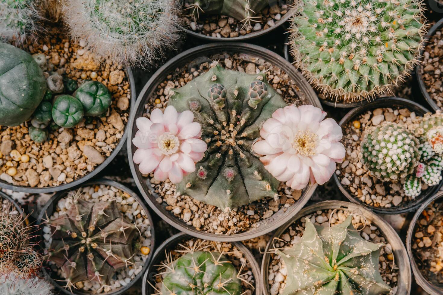 vista superior de flores de cacto, gymnocalycium sp. com duas flores rosa e  branca está florescendo em vaso, suculentas, cactos, cactáceas, árvore,  planta tolerante à seca. 6079800 Foto de stock no Vecteezy