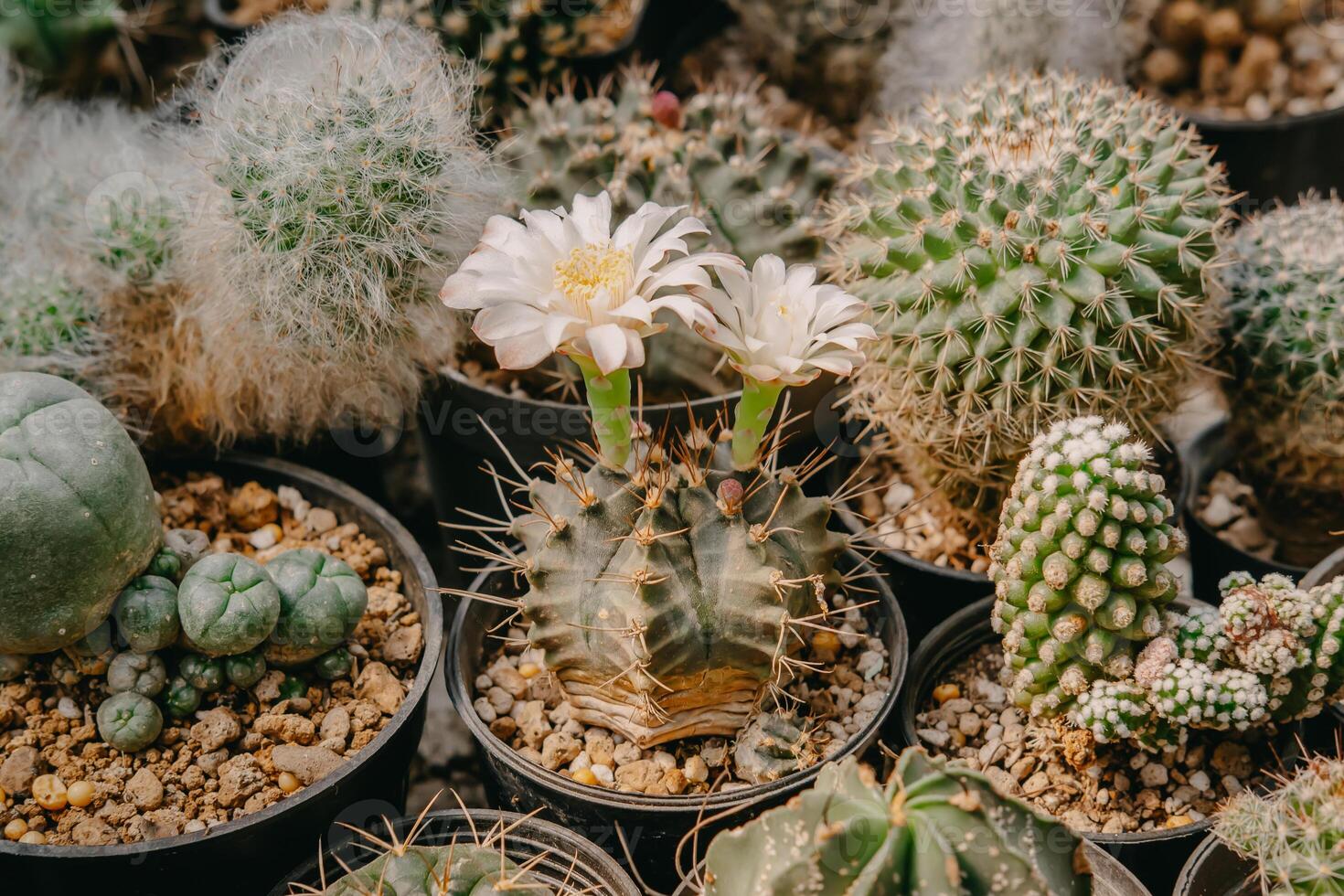 flores de cacto, gymnocalycium mihanovichii com flor branca está  florescendo em vaso, suculentas, cactos, cactáceas, árvore, planta  tolerante à seca. 6079966 Foto de stock no Vecteezy