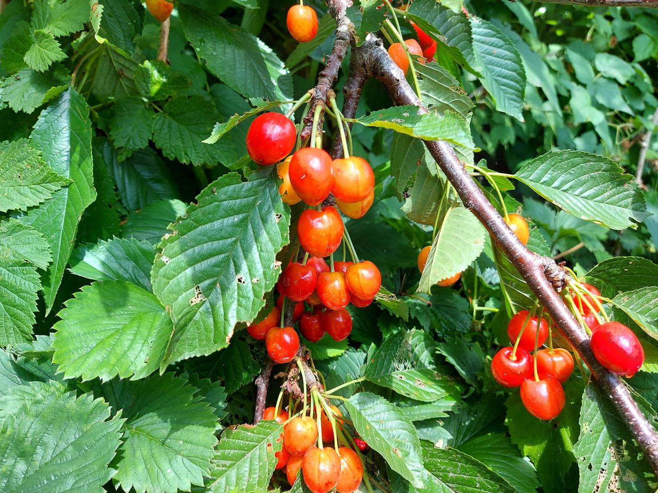 cereja doce amadurece em um galho no jardim. frutos vermelhos maduros e verdes. foto