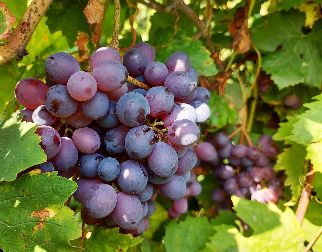 um cacho de uvas entre as folhas cresce no jardim. a colheita está madura. jardinagem, cultivo, vinha. foto