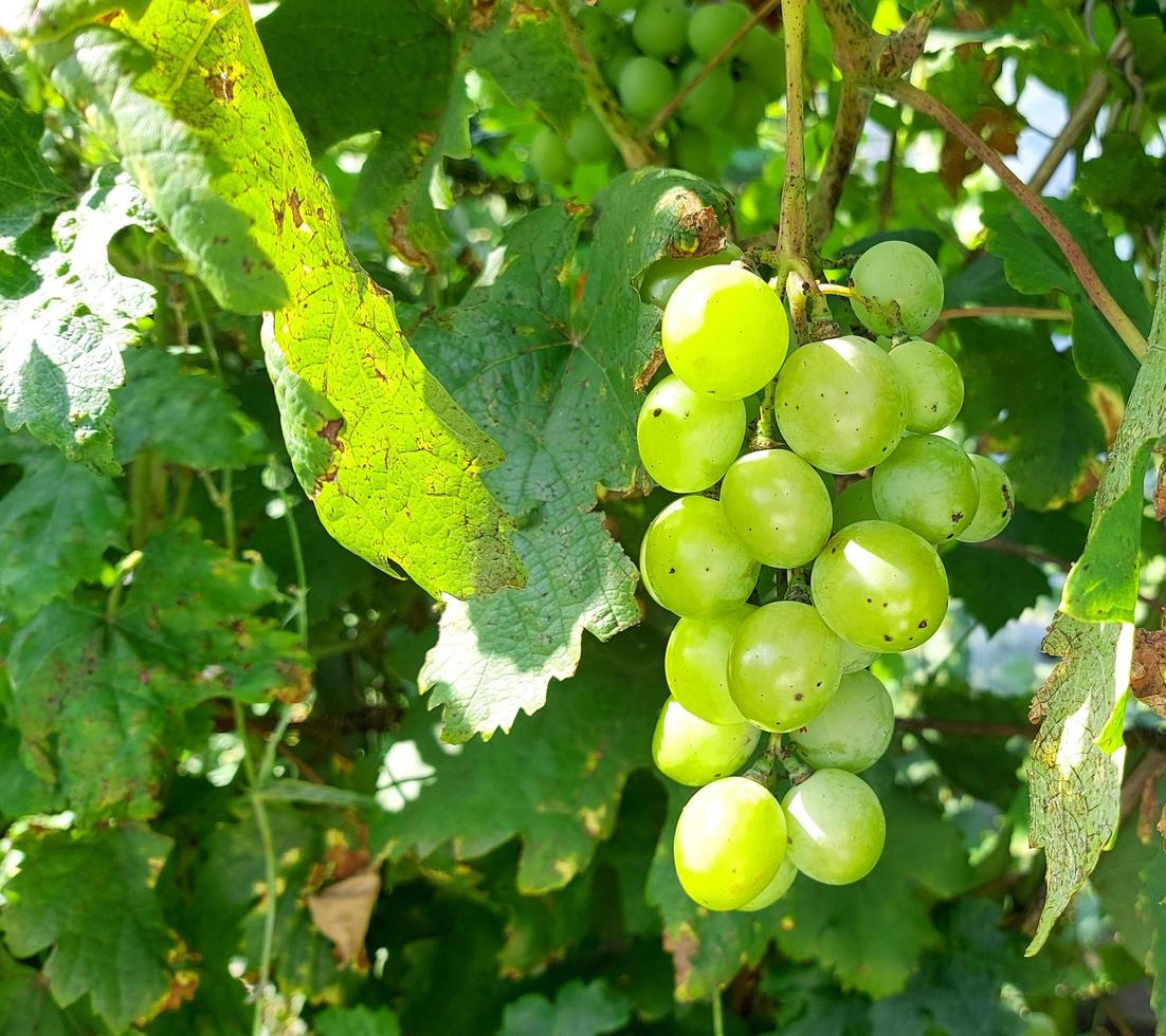 um cacho de uvas entre as folhas cresce no jardim. a colheita está madura. jardinagem, cultivo, vinha. foto