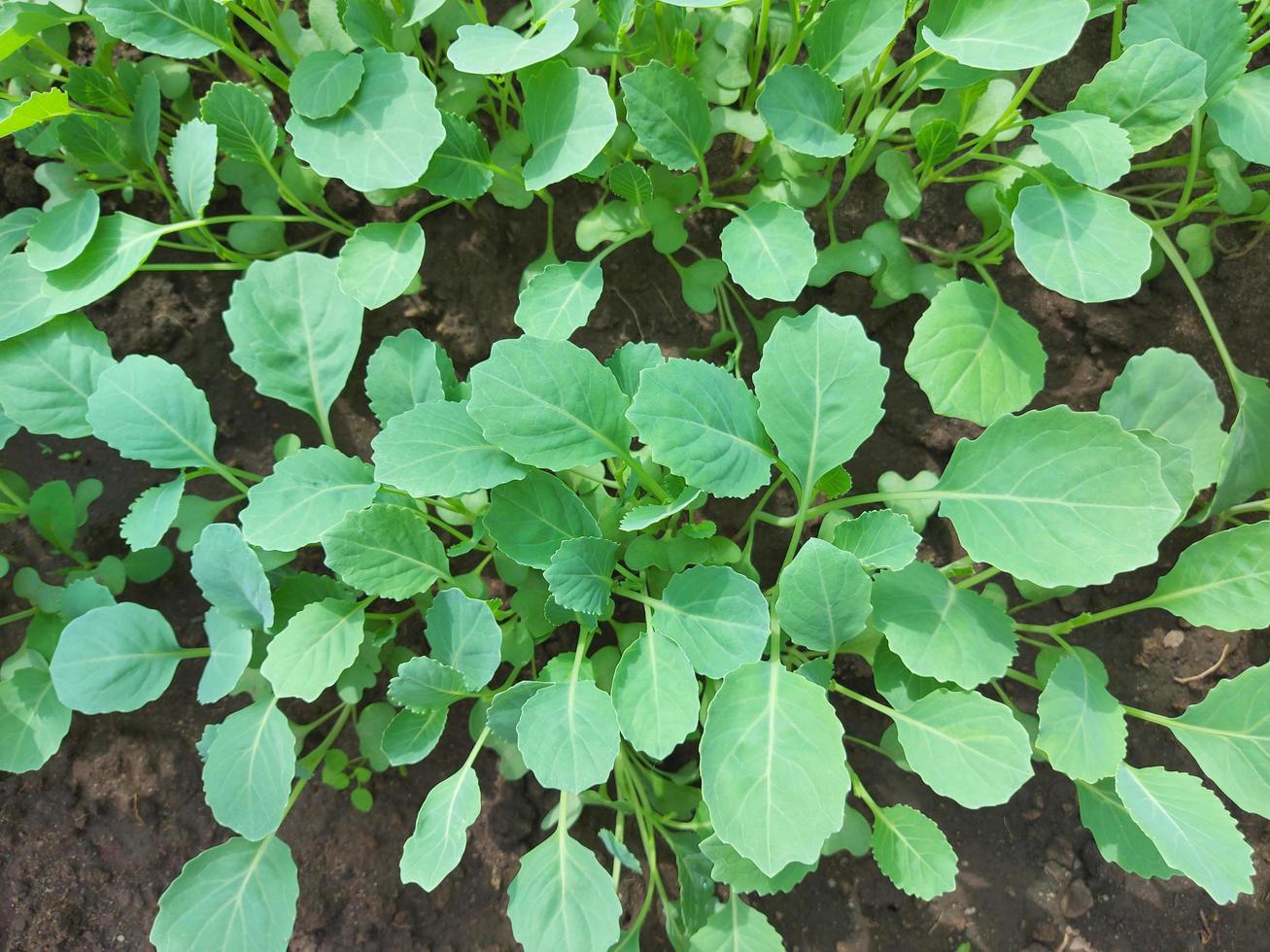 mudas de repolho crescendo em uma estufa. canteiros de plantas de hortas culturas agrícolas, jardinagem, pequenas folhas verdes. foto