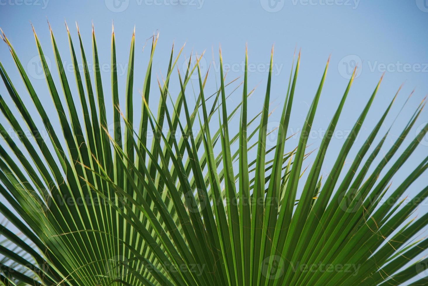 folha de palmeira na praia foto