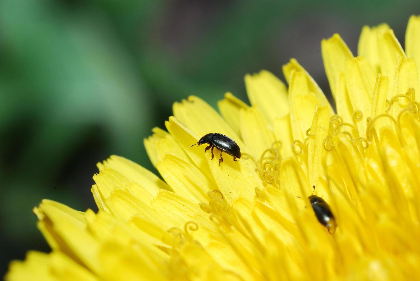 besouro em uma flor de dente de leão foto