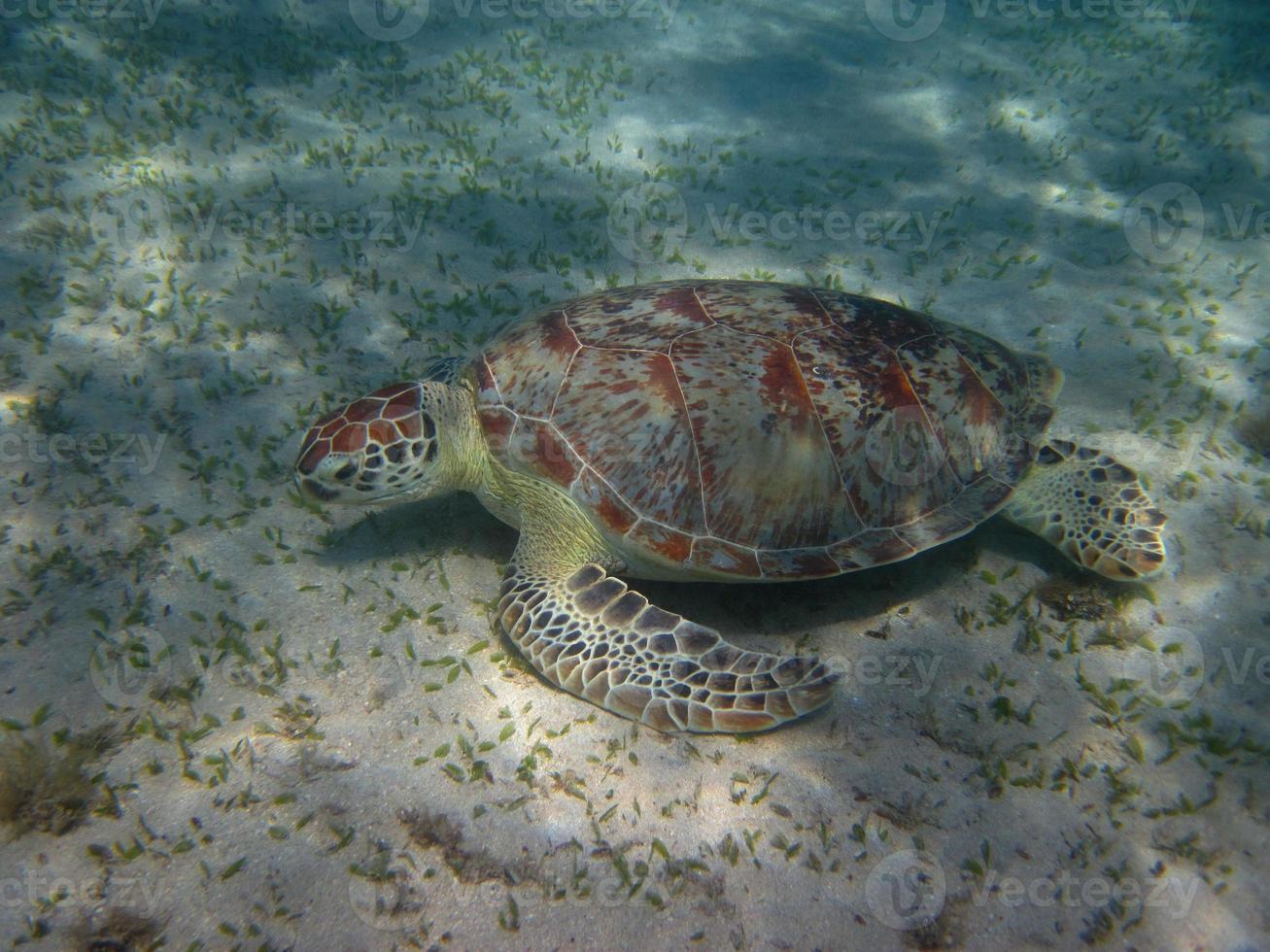 tartaruga marinha come foto