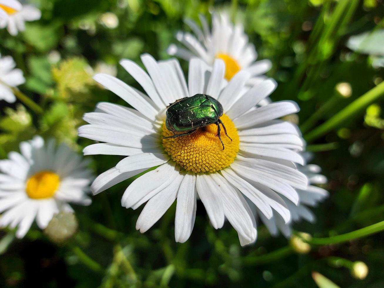 o besouro senta-se em uma margarida. praga nas flores do jardim. inseto se alimenta de pólen. foto